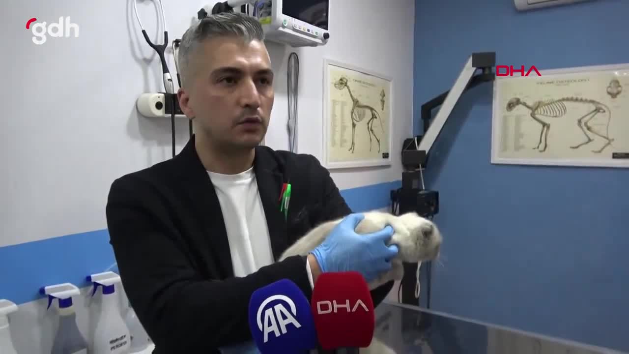 Sivas'ta 'Yulaf' isimli kedinin burun darlığına estetik çözüm
