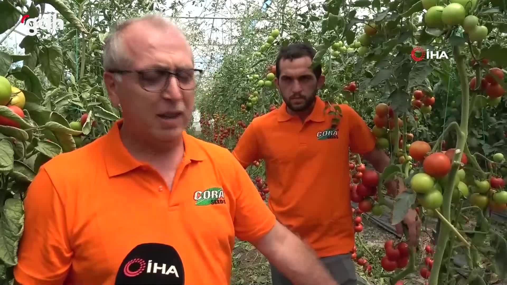 Samsun'da melez domatesler üreticiyi sevindiriyor!