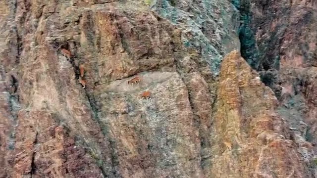 Tarım ve Orman Bakanlığı'ndan yaban keçileri dronla görüntülendi