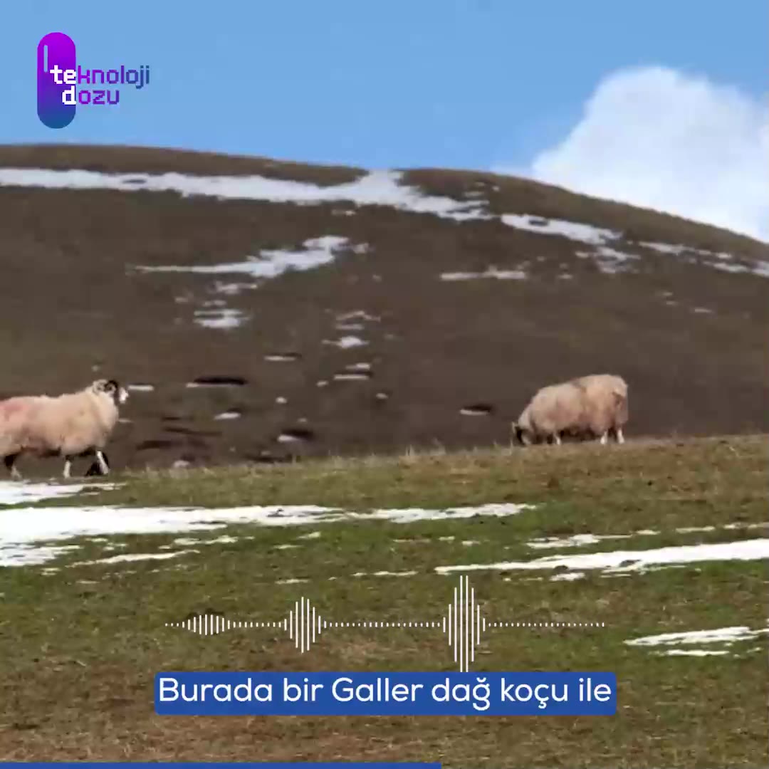Klonlama Tarihinde Bir İlk: Koyun Dolly