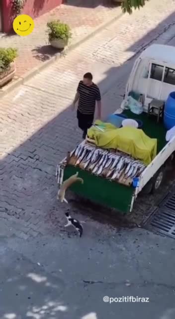 Kedi Özel Harekat'ın tezgahtan balık aşırma operasyonu
