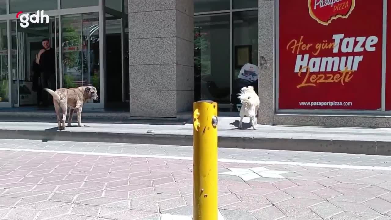 Gümüşhane sokaklarında başıboş köpek görüntüleri