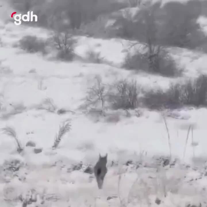 Erzincan Refahiye'de nesli tükenme tehdidi altındaki vaşak görüntülendi
