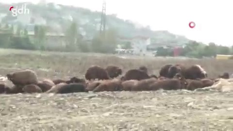 Başakşehir'de köpek saldırısında 16 koyun dereye düştü