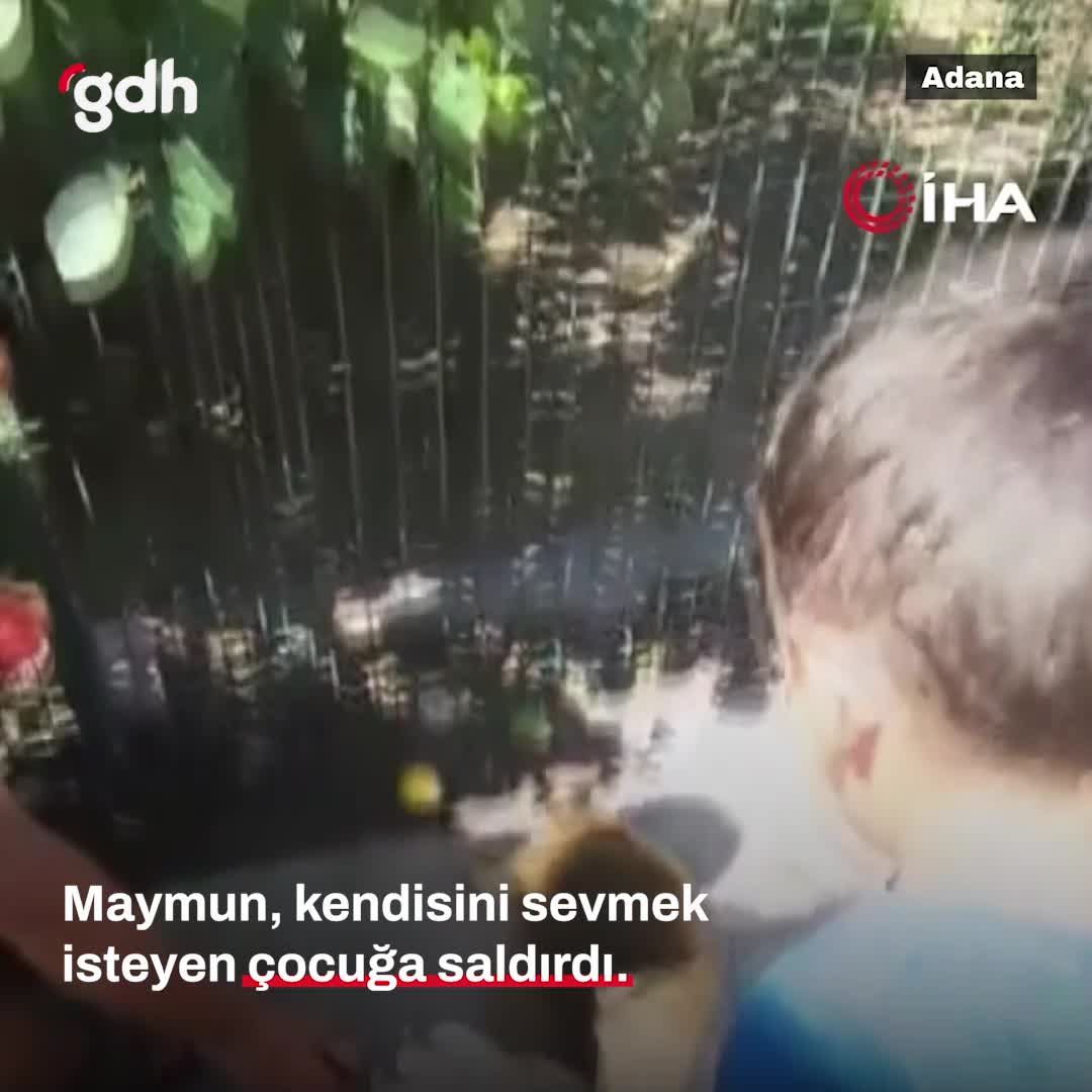 Adana'da maymun, çocukla saldırıda bulundu!