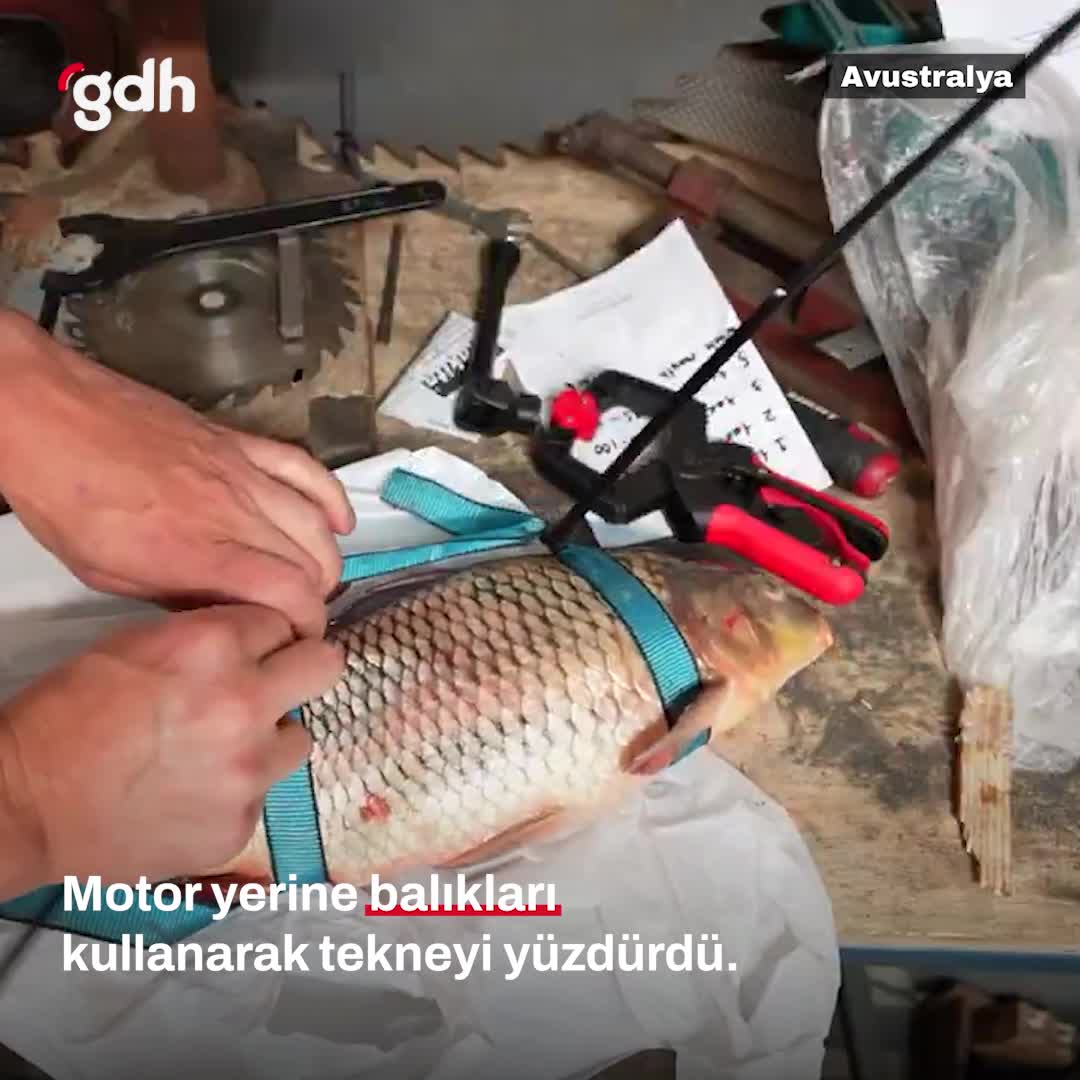 Avustralya'da içerik üreticisi tekneyi balıkla yüzdürdü