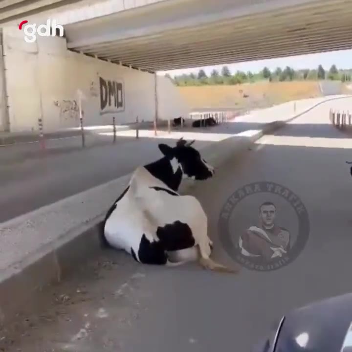Gölbaşı'nda inekler, serinlemek için otobanın alt geçidini kapattı