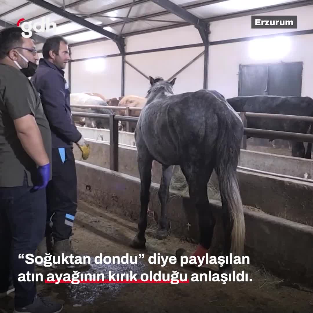 Erzurum'da donmuş atın ayağı kırık çıktı, tedaviye alındı