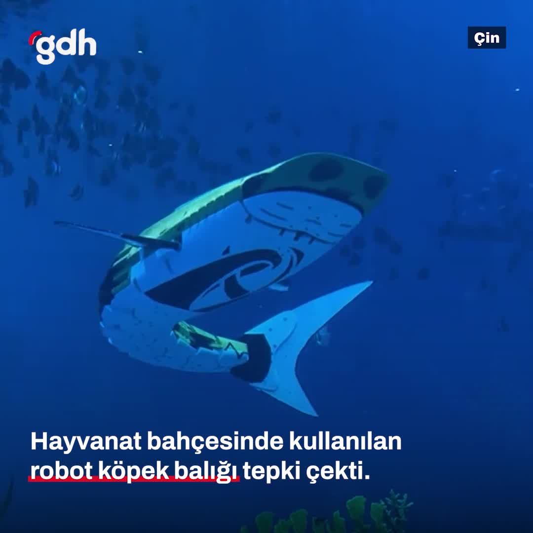 Çin'deki hayvanat bahçesinde robot köpek balığı tepkisi