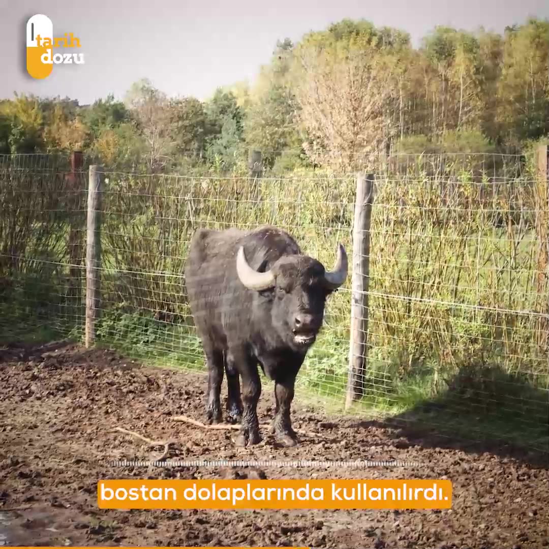 Bedelli askerlikte kullanılan mandaların hikayesi