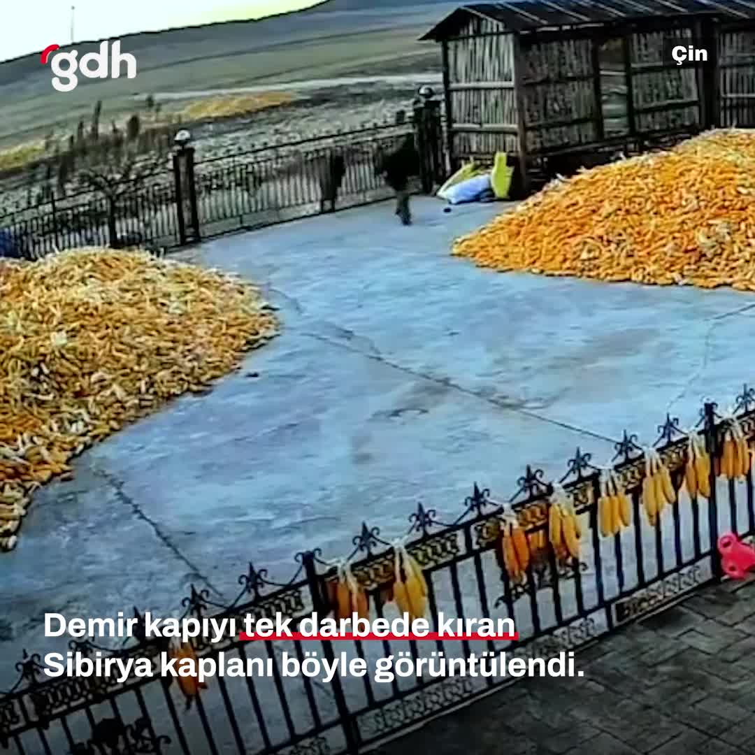 Sibirya kaplanı, Çin'de çiftçiye saldırırken demir kapıyı kırdı