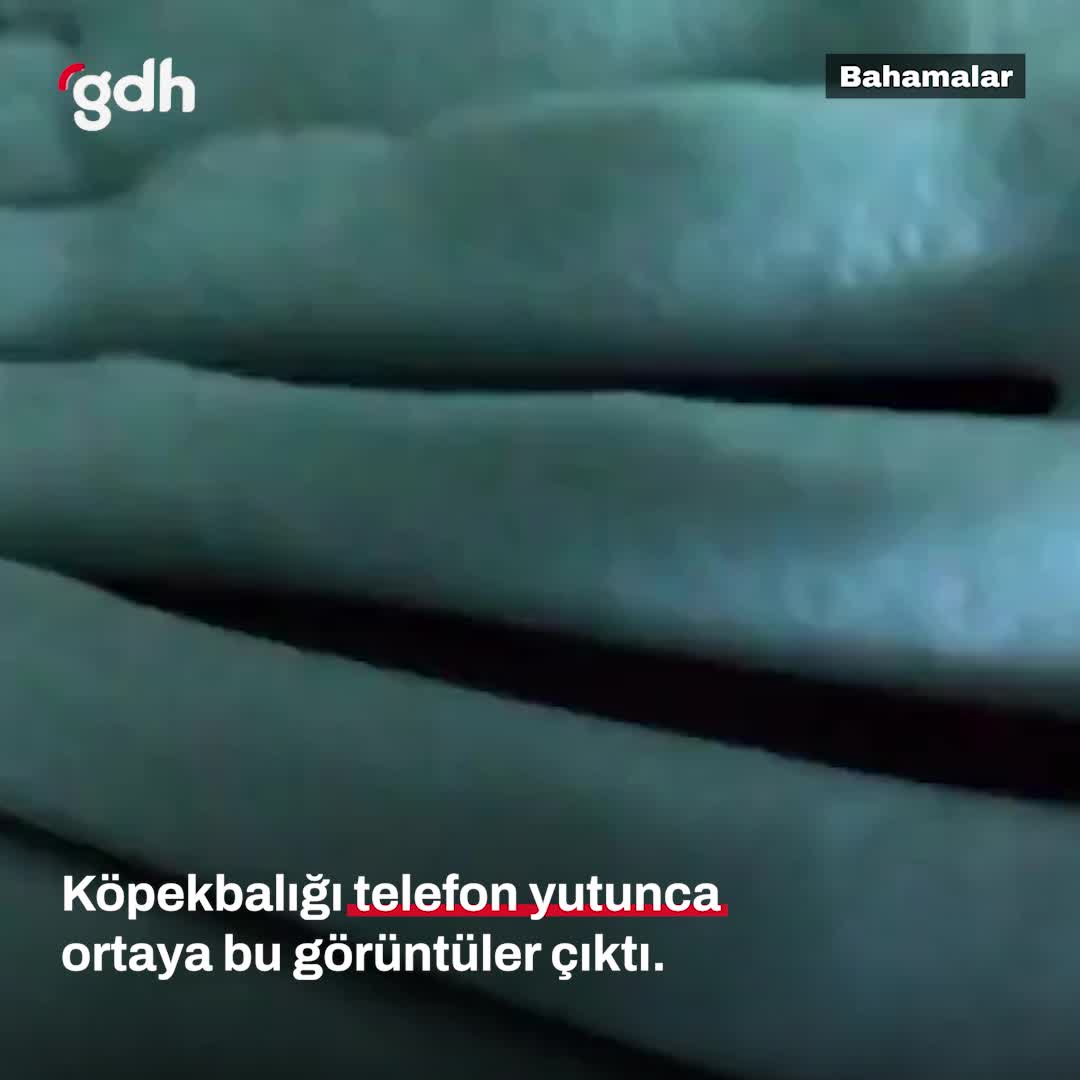 Köpekbalığı, su altında telefon yutunca görüntü kaydetti