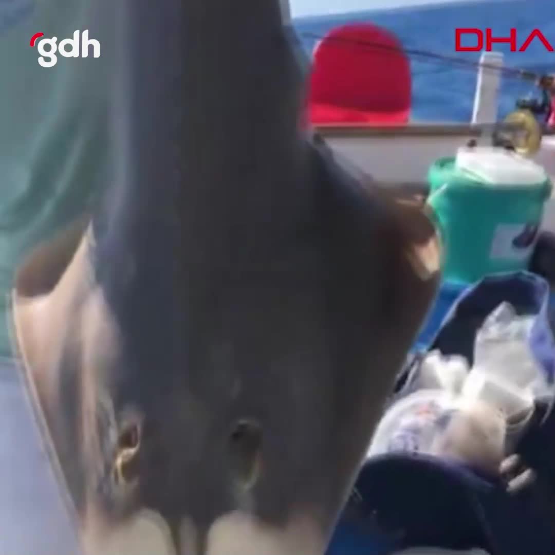 Antalya'da amatör balıkçılar nesli tükenmekte olan sapan balığını yakaladı