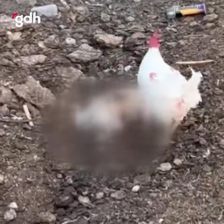 Çankırı'da başıboş köpekler 9 tavuğu telef etti