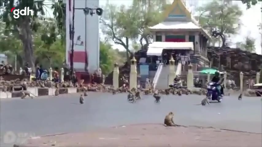 Lopburi'de maymun istilası nedeniyle dükkanlar kapandı