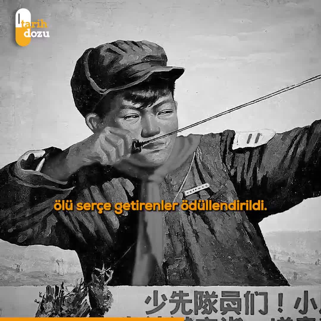 Çin neden serçelere savaş açtı?