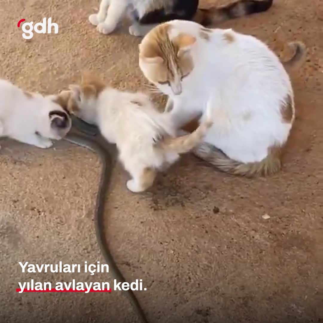 Kedisinin yılan yakalayan kadının tepkisi: "Fare yakala!"