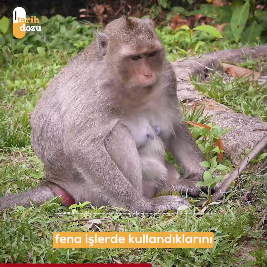 İstanbul'daki idam sehpalarında asılan maymunların hikayesi