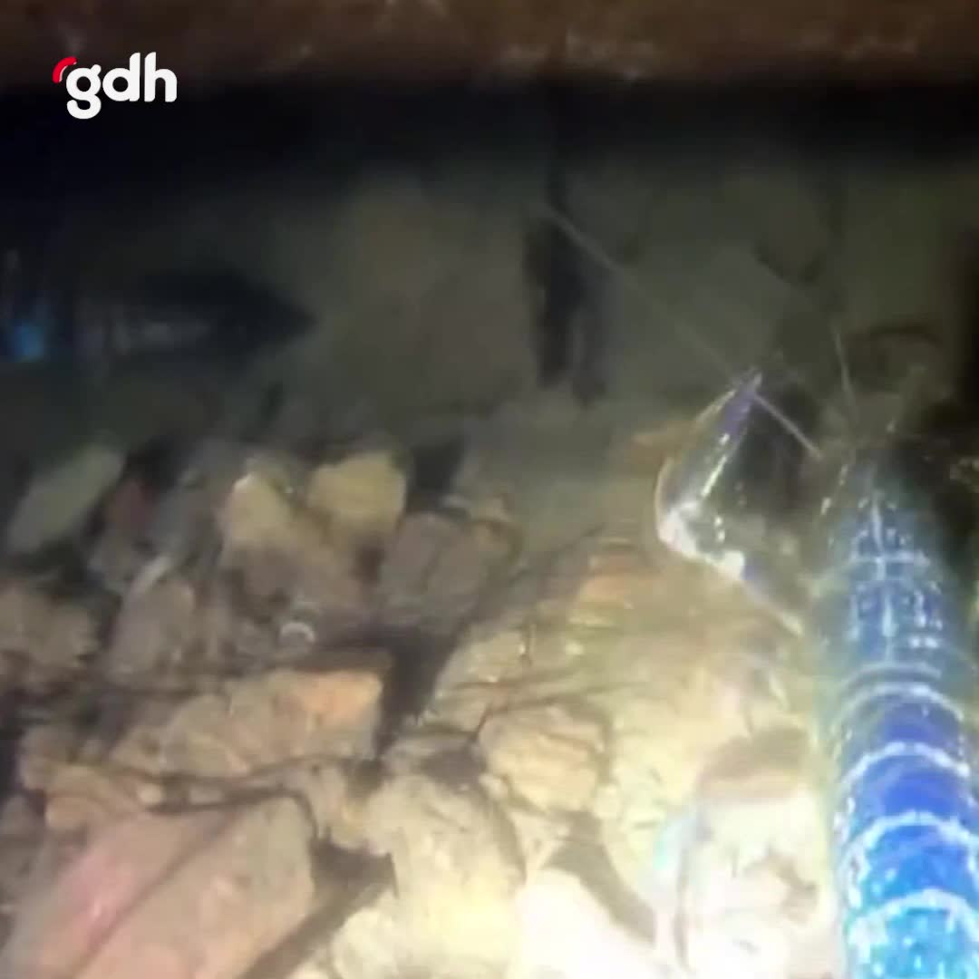 Ayvalık'ta nadir mavi ıstakoz görüntülendi!