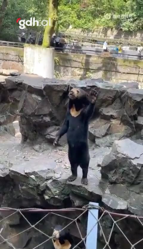 Hangzhou Hayvanat Bahçesi'ndeki ayılar sosyal medyada ilgi topladı