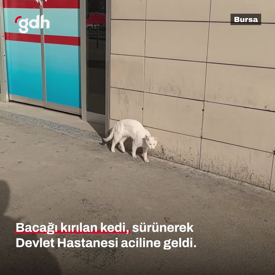 Bursa'da araca çarpan kedi hastaneye kaldırıldı, tedaviye alındı