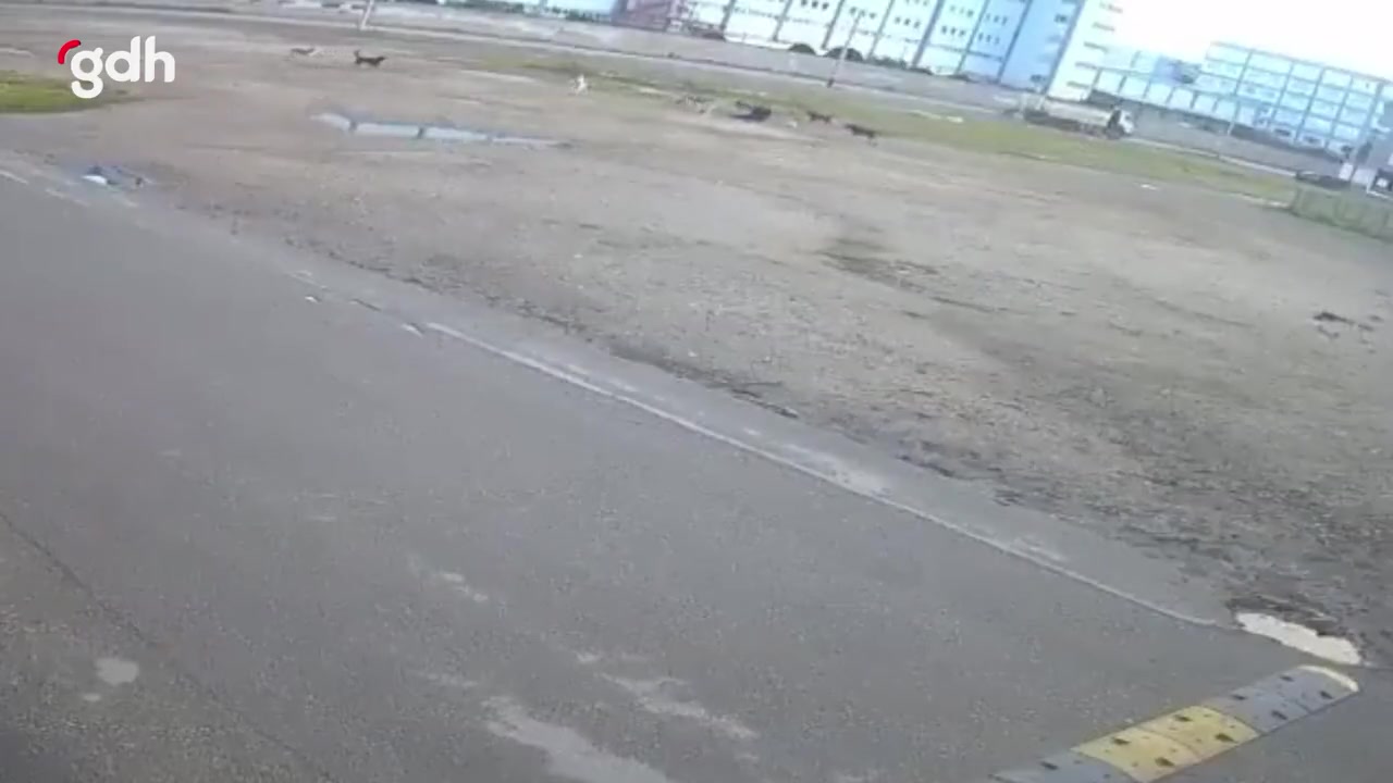 Bursa'da başıboş köpek saldırısında kadın ağır yaralandı