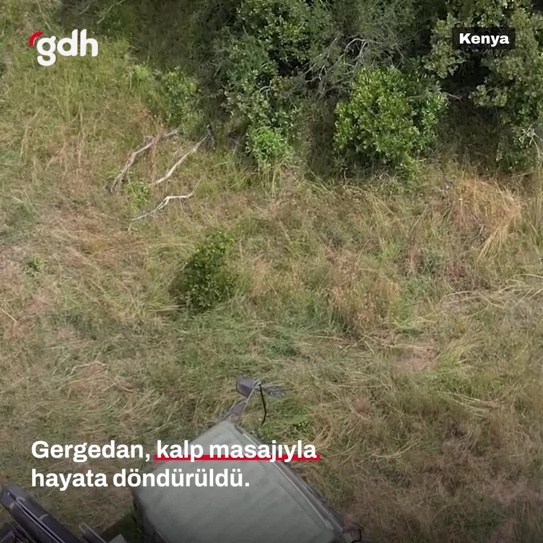 Kenya'da gergedan, kalp masajıyla hayata döndürüldü