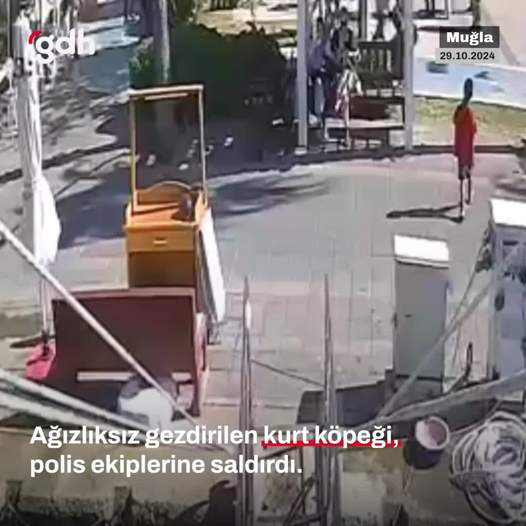 Muğla’da kurt köpeği polis memuruna saldırdı: 1 yaralı