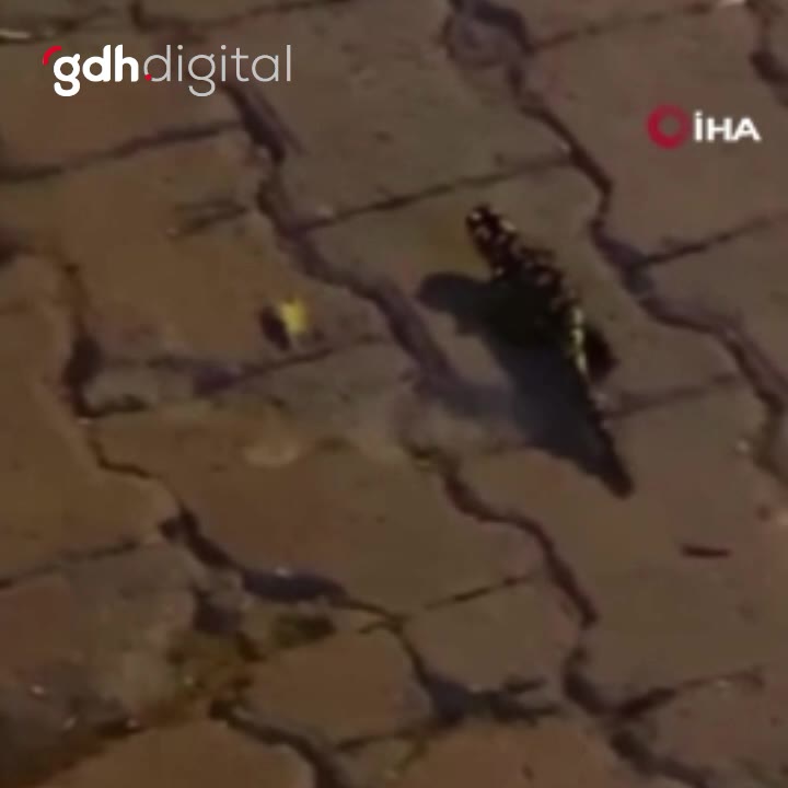 Batman'da nesli tükenen sarı benekli semender görüldü