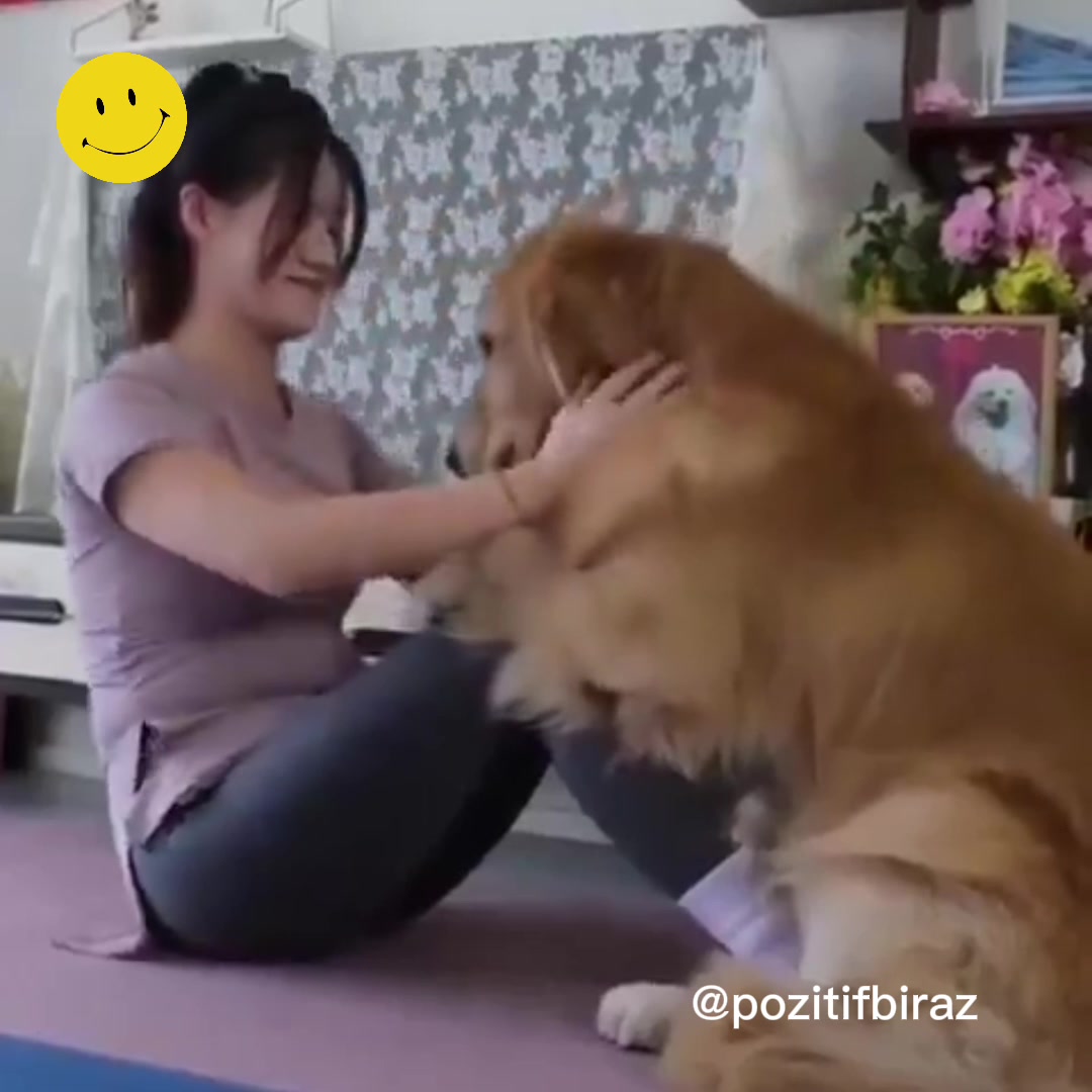 Sahibiyle yoga yapan köpek 🧘