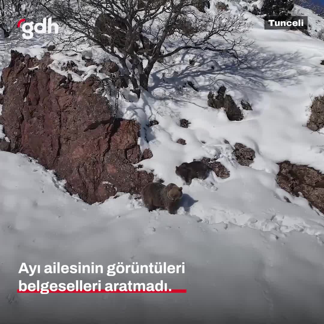 Tunceli'de kış uykusuna yatamayan anne ve yavru ayılar görüntülendi