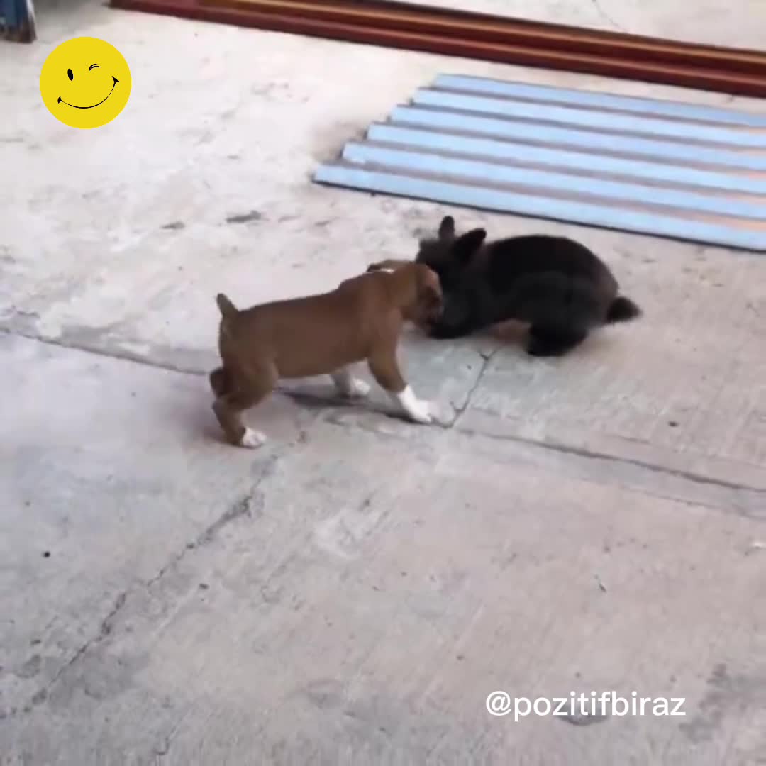 Yavru köpek, tavşanı taklit ediyor