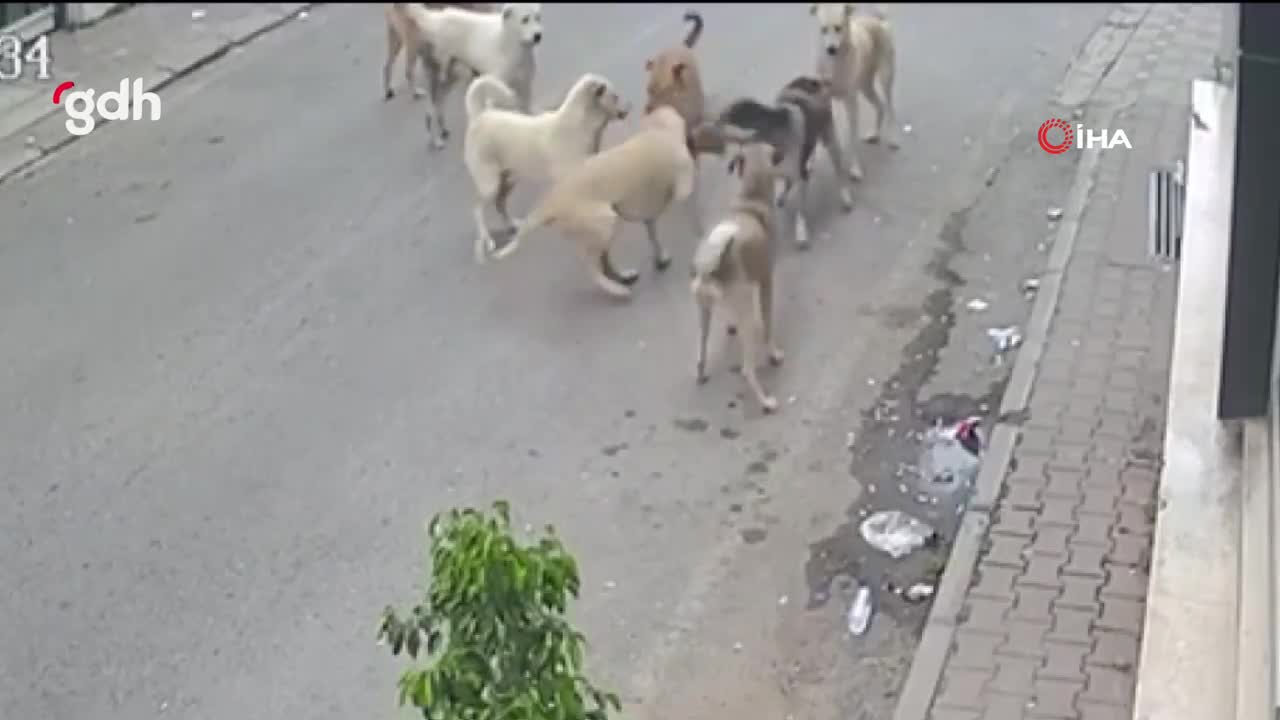 Hatay'da başıboş köpek sürüsü bir kediyi parçaladı