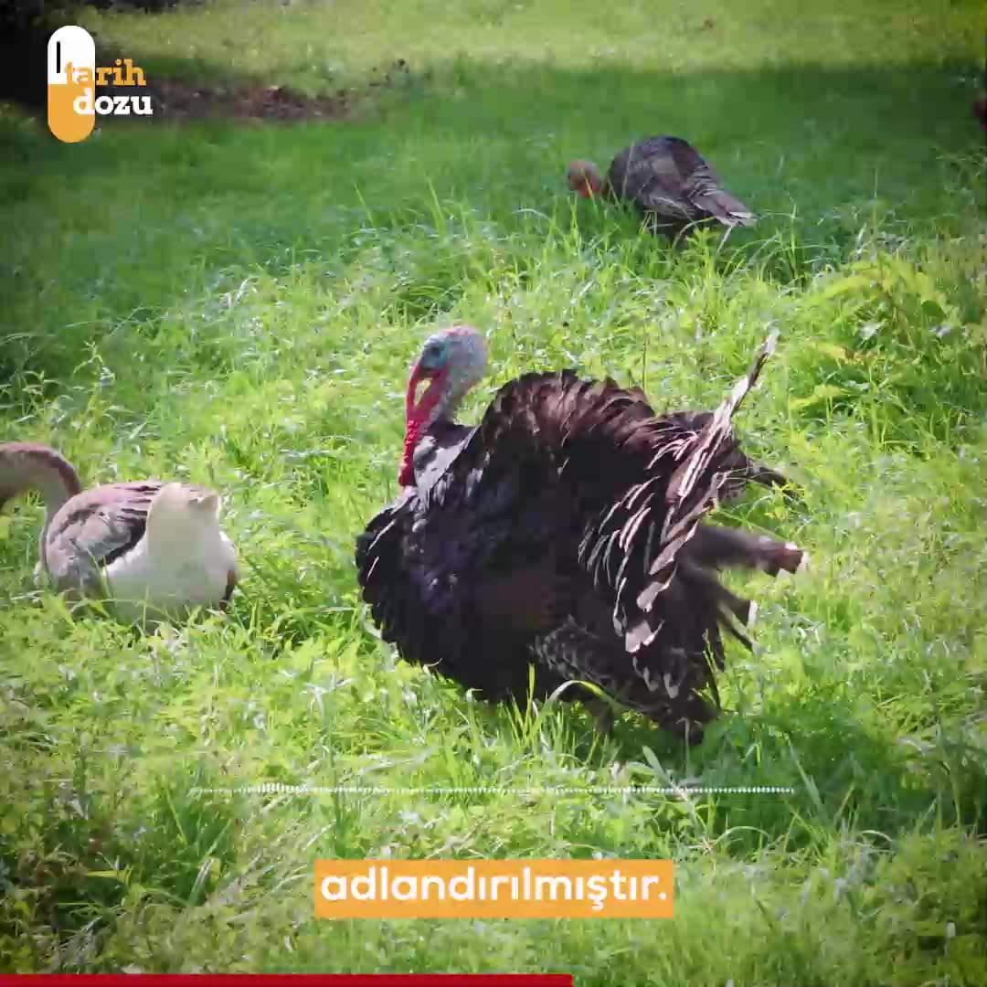 Hindinin Osmanlı topraklarına gelişi ve yaygınlaşma hikayesi