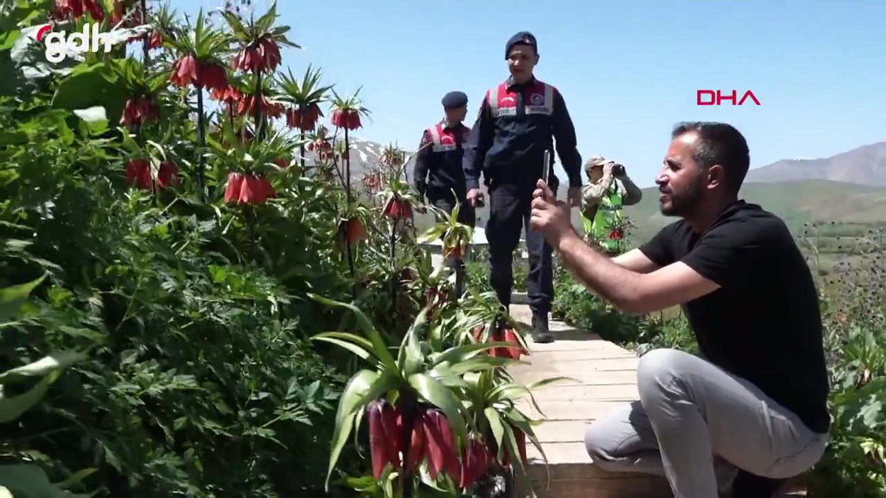 Van'da ters laleler jandarma tarafından korunuyor; ceza 387 bin TL