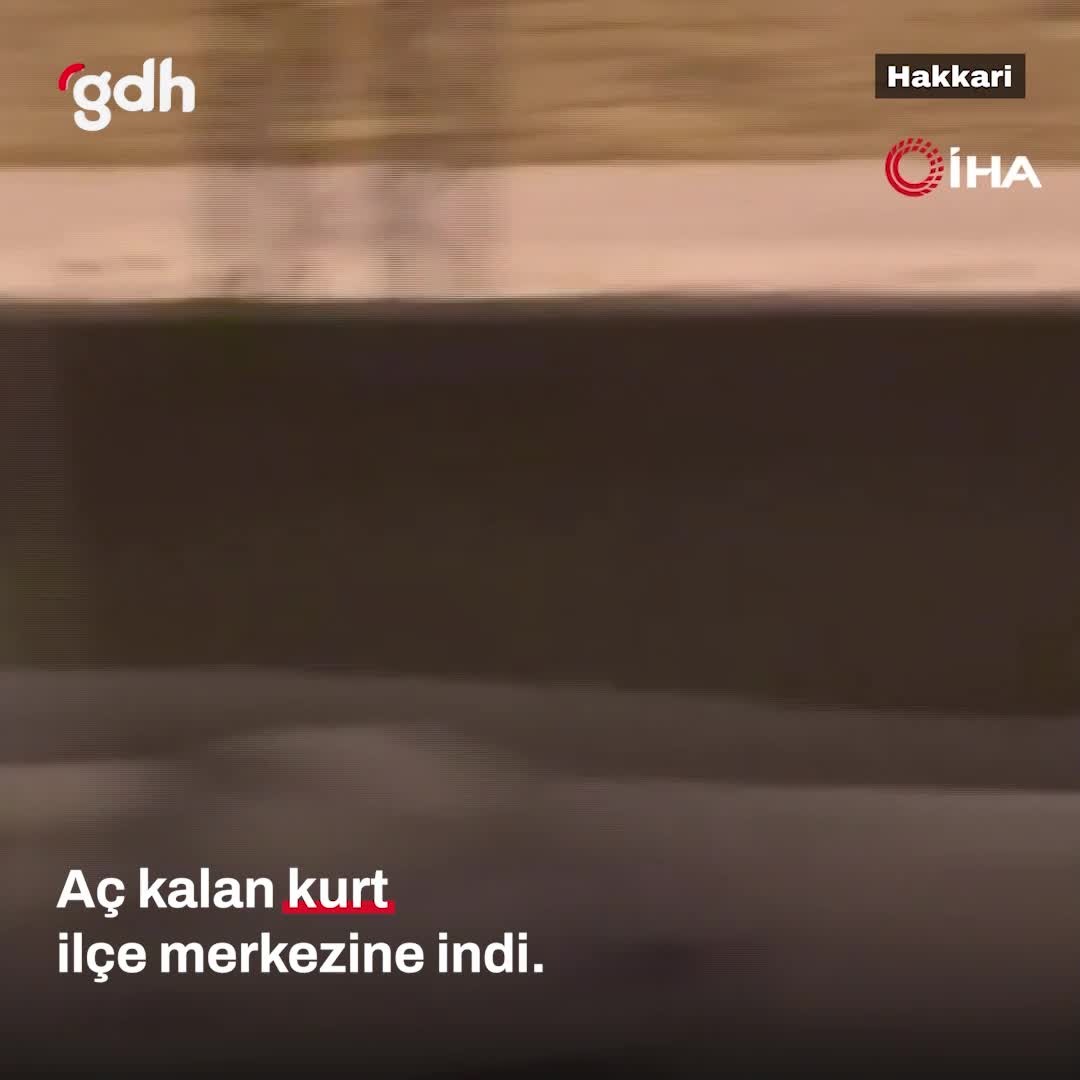 Hakkari Yüksekova’da aç kalan kurt ilçe merkezine indi