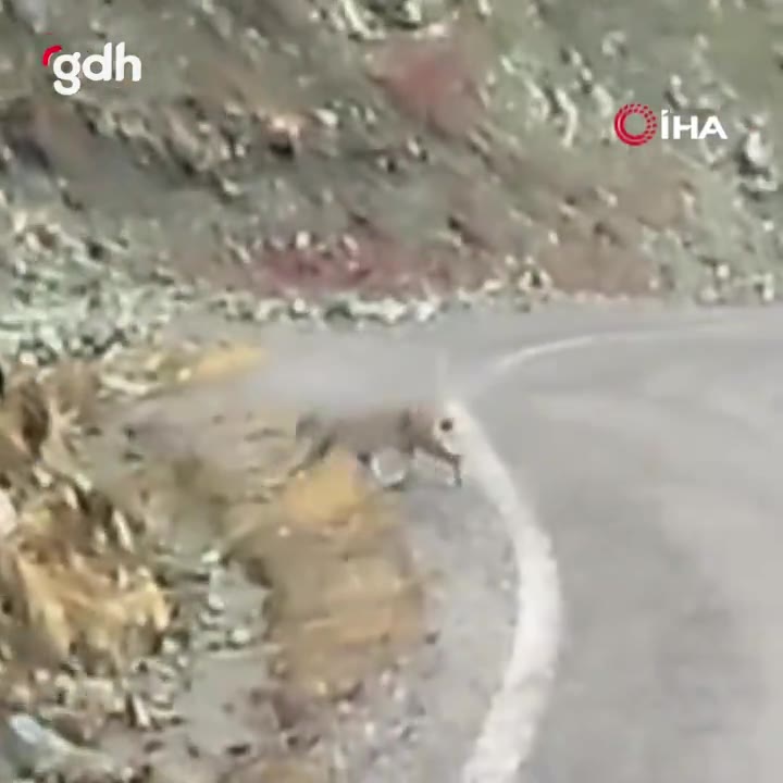 Tunceli'de nesli tükenmekte olan vaşak görüntülendi