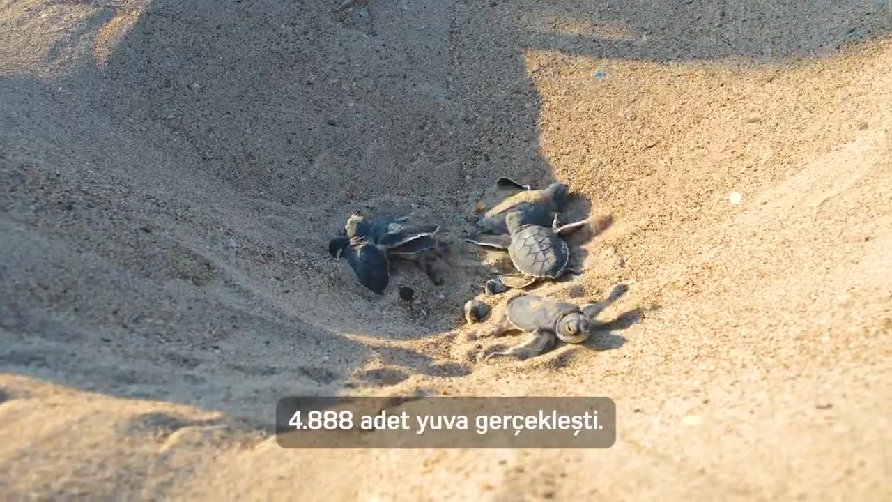 Minik Akdeniz sakinlerinin güvenle yolculuğu başladı