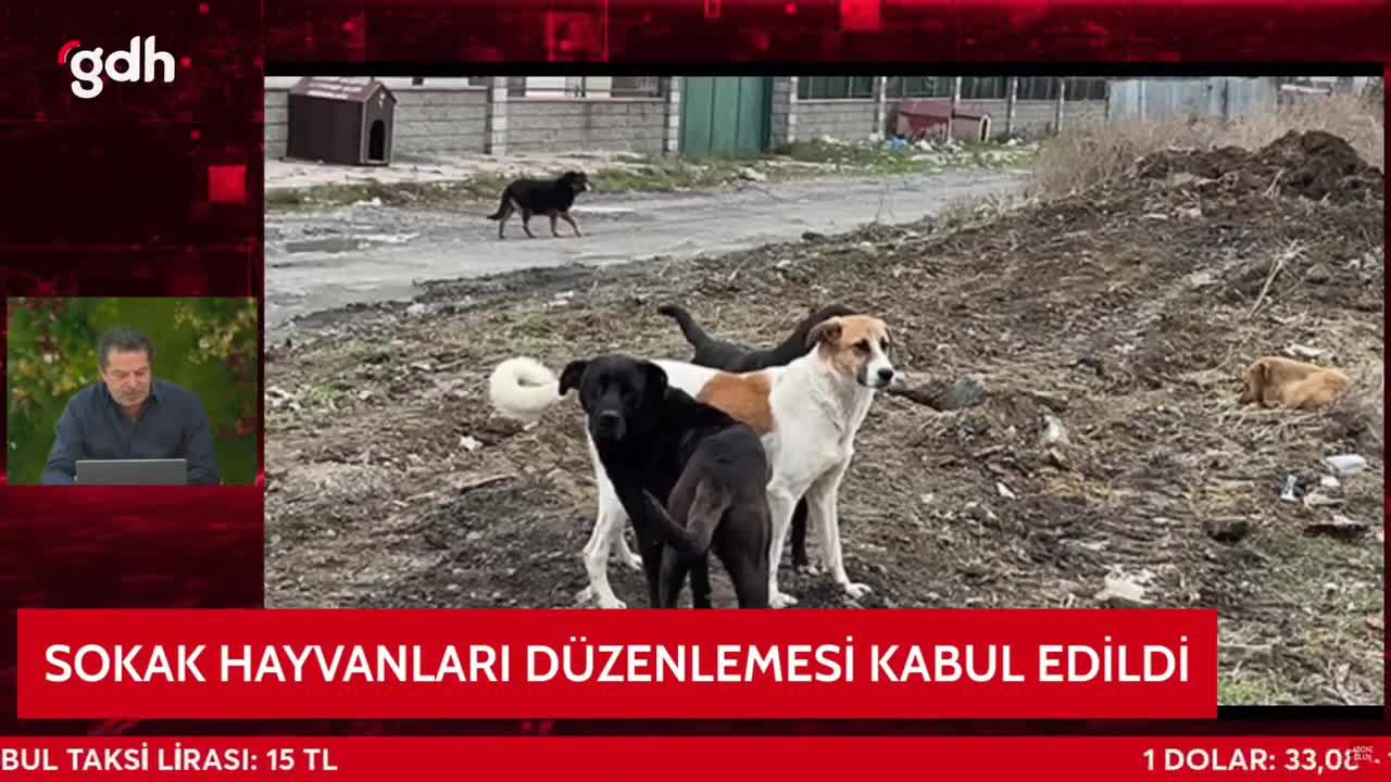 Meclis'teki köpek yasası oylamasına DEM ve CHP'den vekil yok!