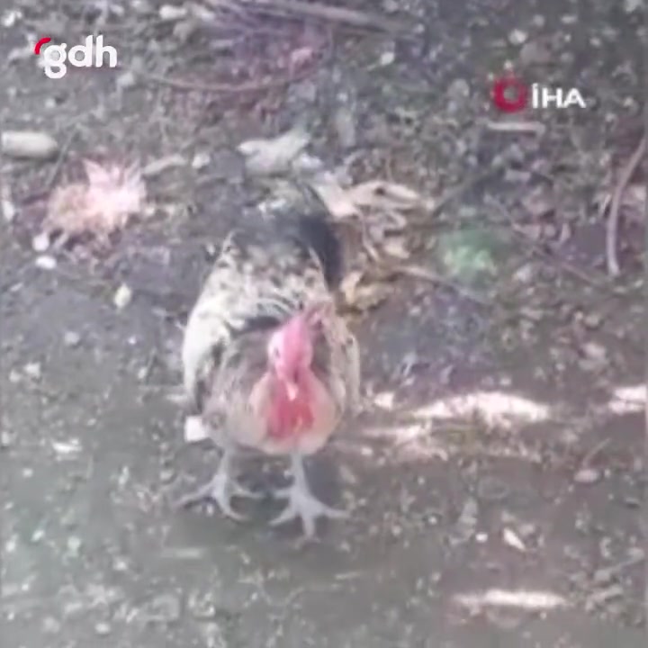 Karabük'te uzun uzun öten horoz nefesi tükenince bayıldı