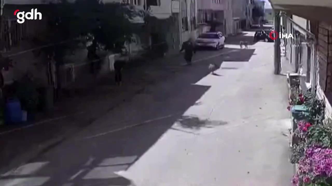 Bursa'da çocuklara sokak köpekleri saldırdı: 2 yaralı
