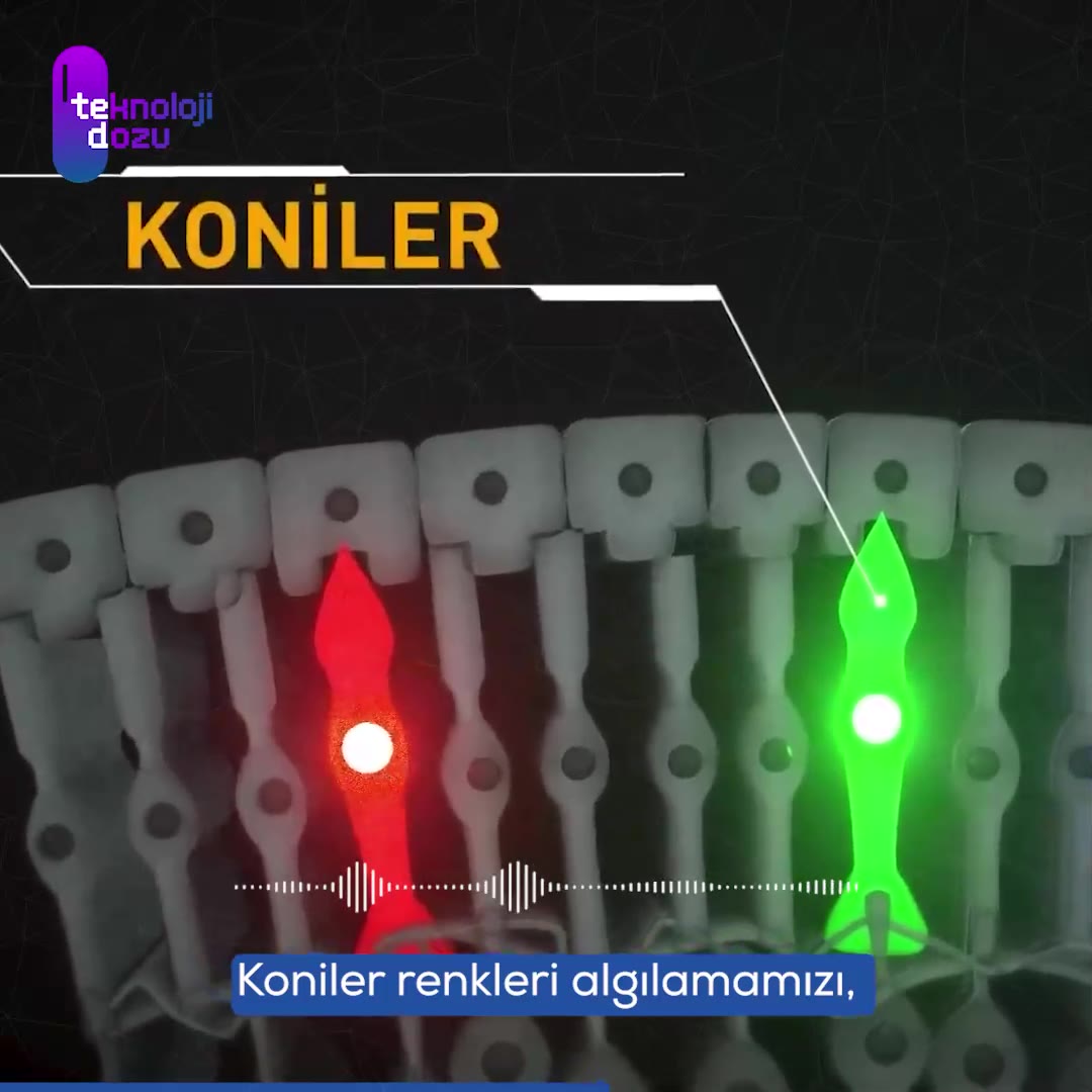 Karanlıkta Gözlerin Alışma Süreci: Neler Yaşanıyor?