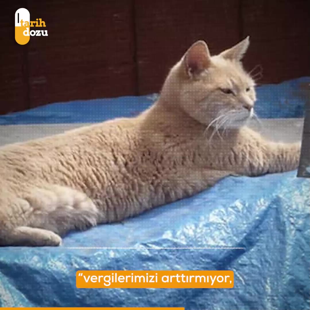 Alaska'da 1997'de Belediye Başkanı olan kedinin hikayesi