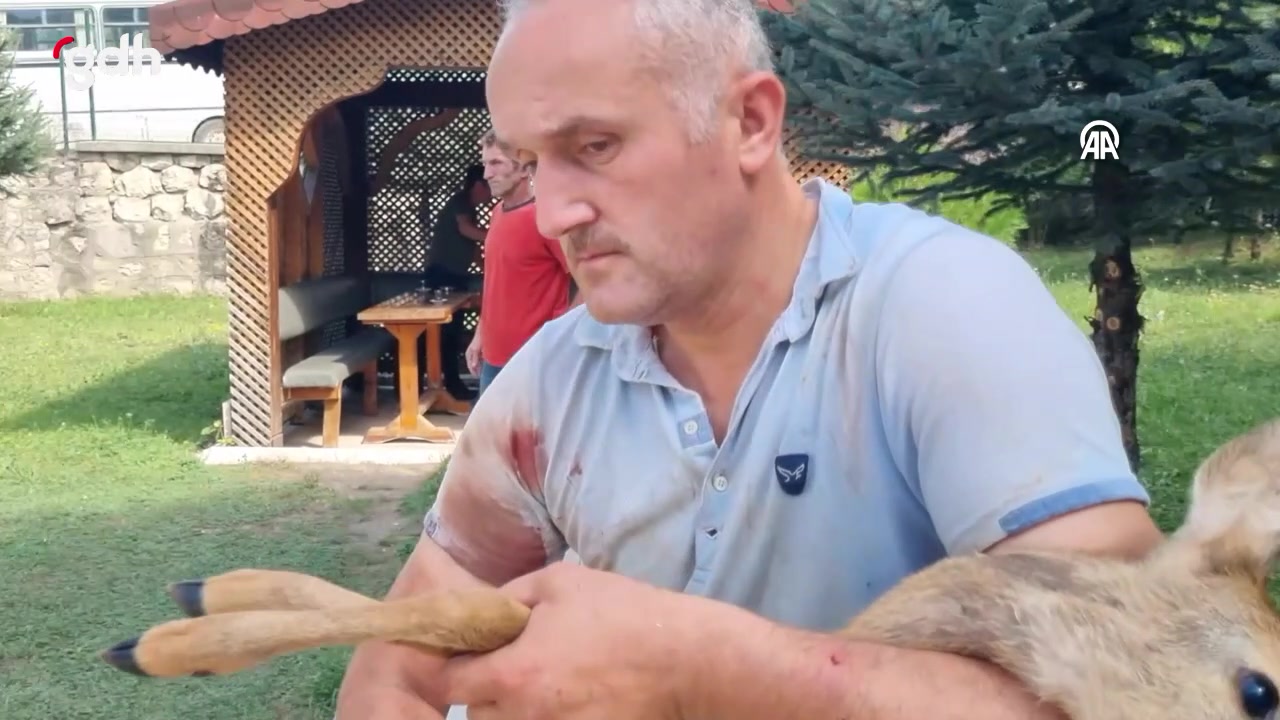 Yığılca'da başıboş köpekler karaca yavrusuna saldırdı