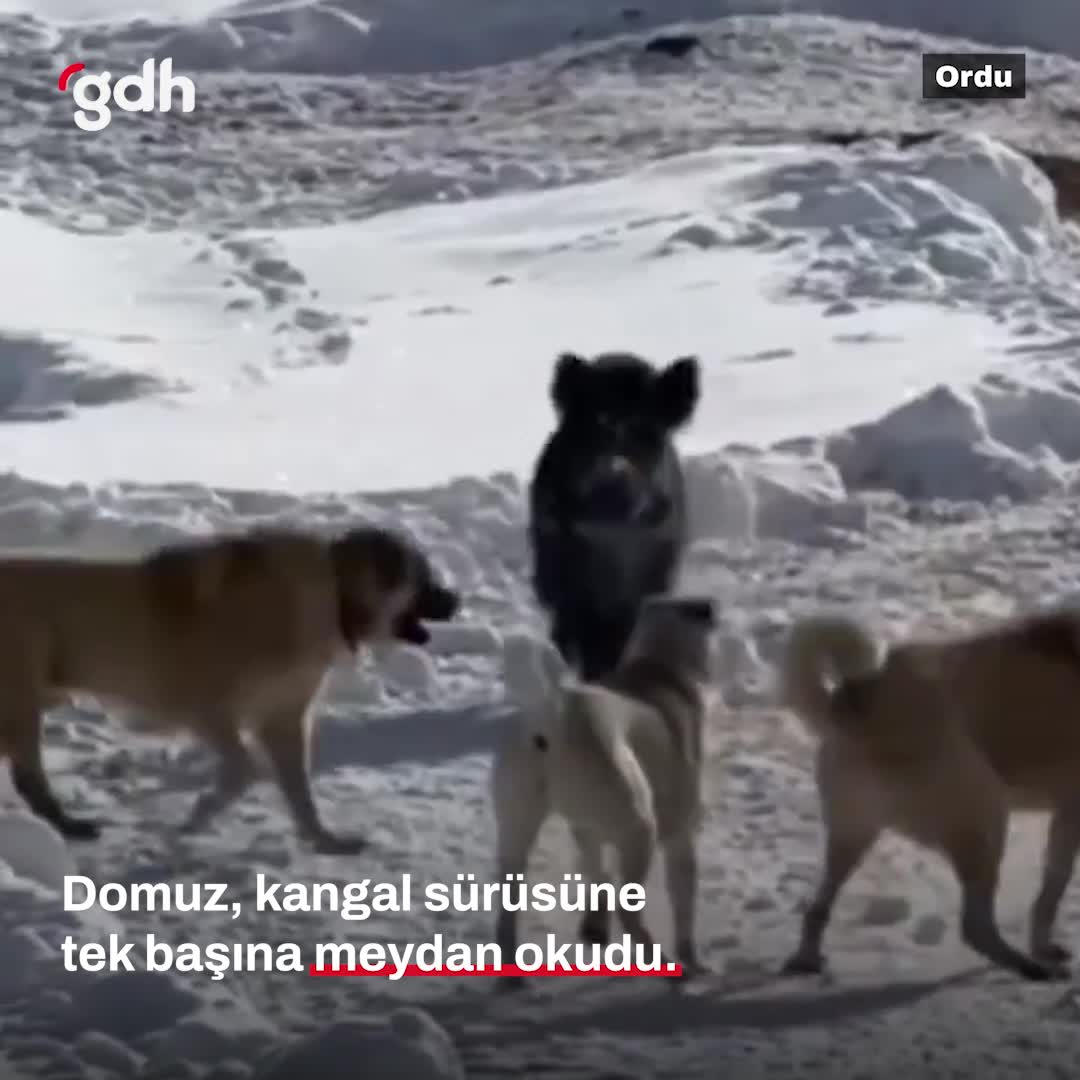 Fatsa'da domuz, kangal köpeklerine meydan okudu