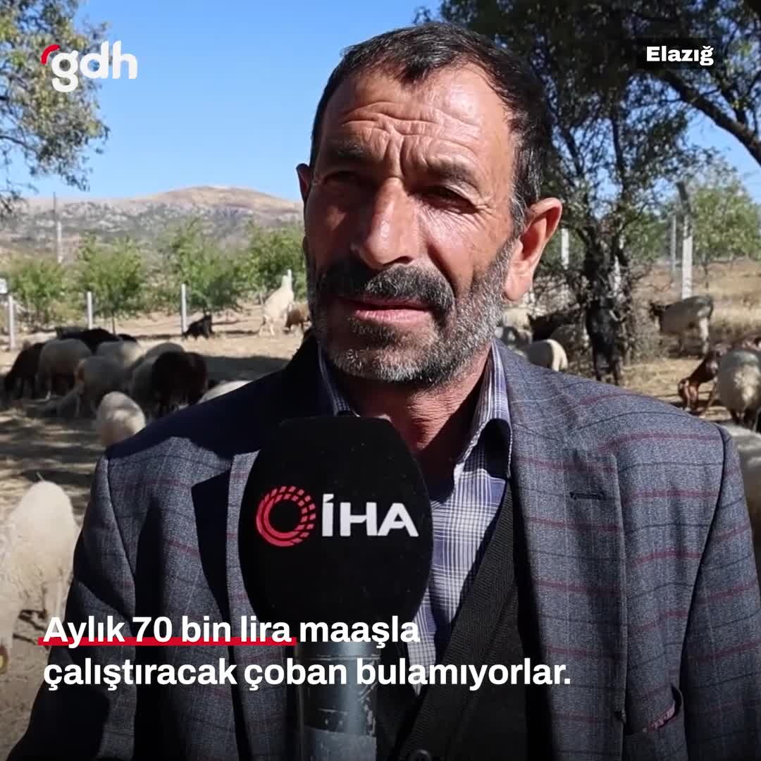 Elazığ'da sürü sahipleri çoban bulamıyor, 70 bin lira maaş veriyor