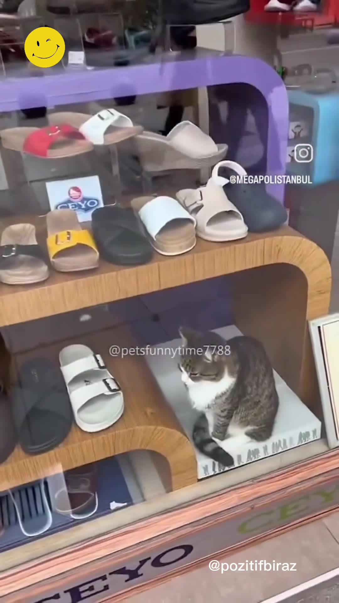 İstanbul Kedileri Dünya Çapında İlgi Görüyor!