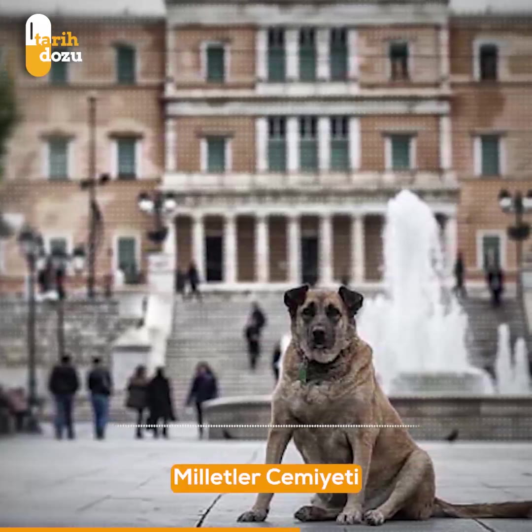 1925'te Yunanistan-Bulgaristan "Başıboş Köpek Savaşı" hikâyesi