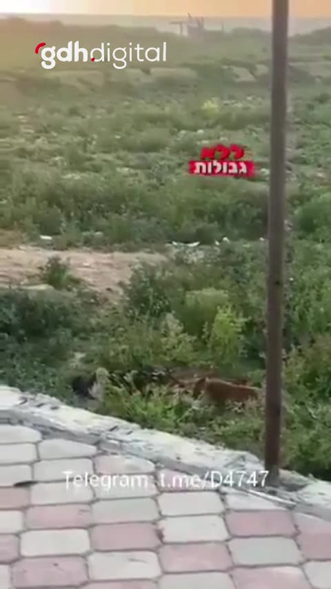 İsrail askerleri, katledilen Filistinlinin cesedini köpeklere yedirdi