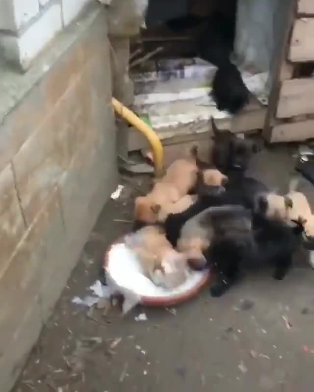 Kahvaltıya koşarken süt kabının içine düşen yavru köpek